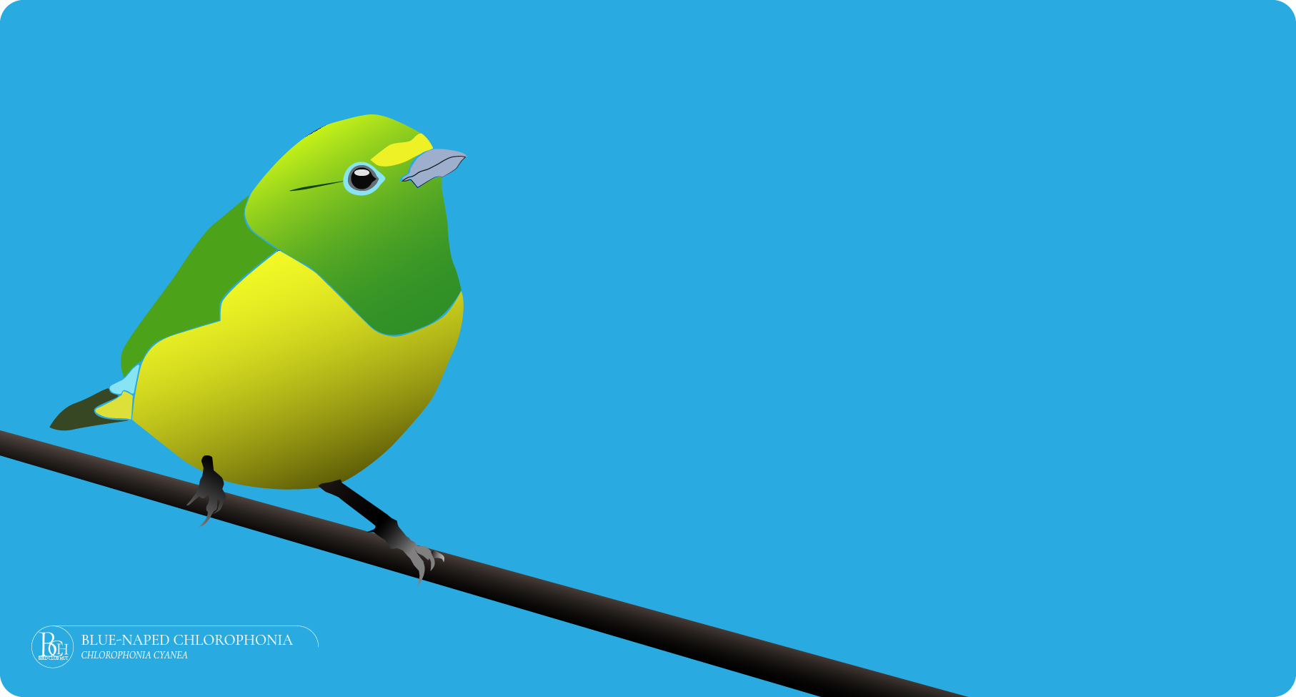 Blue-naped chlorophonia - BirdClubHut
