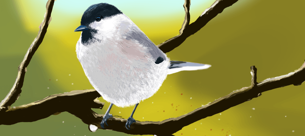 Illustration Marsh-Tit - BirdClubHut