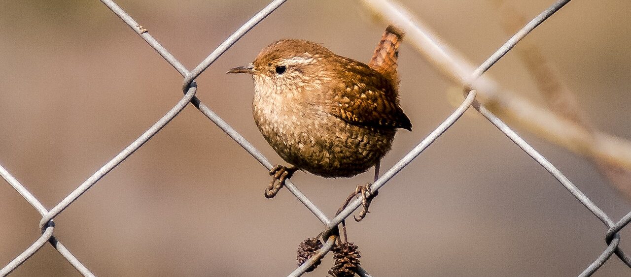 Winter Wren full - BirdClubHut