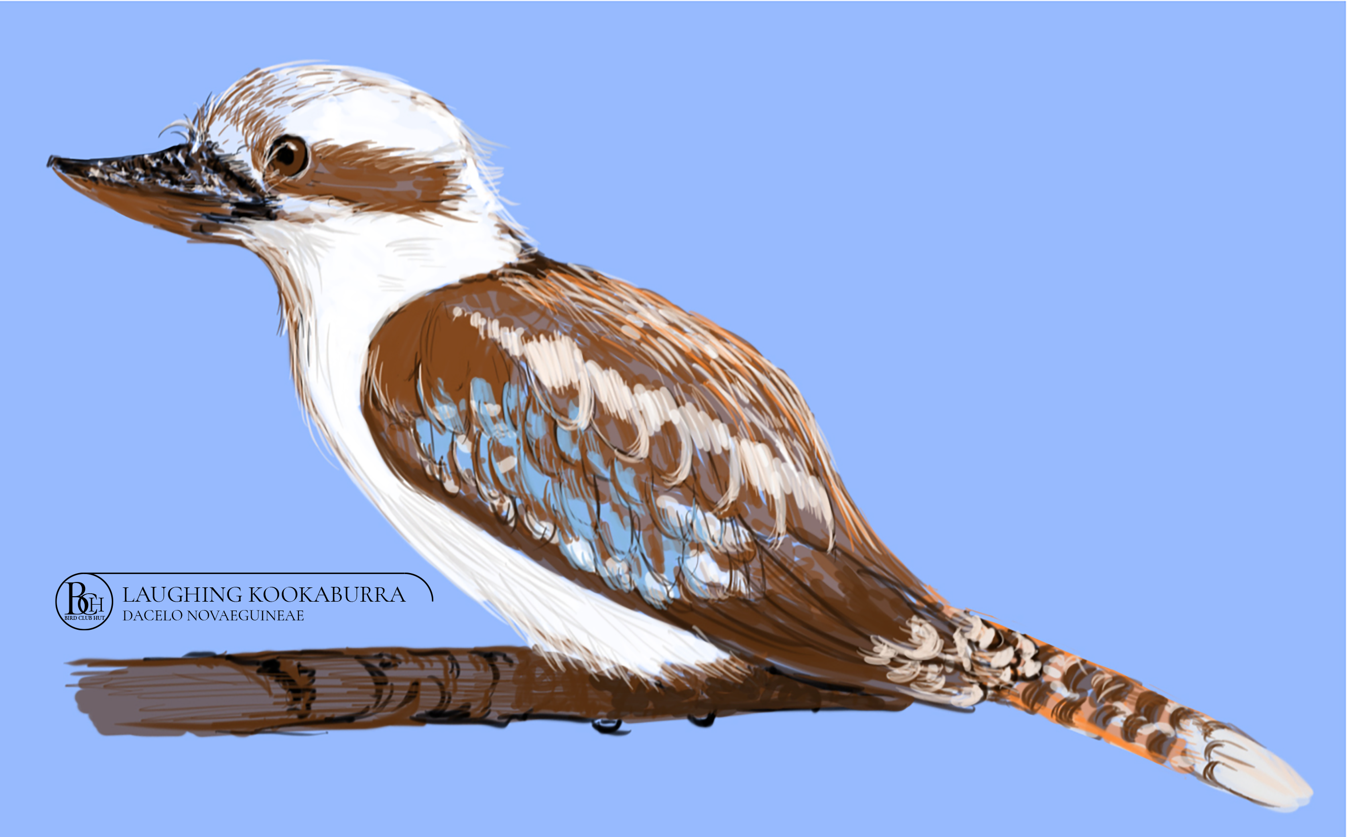 laughing kookaburra - BirdClubHut