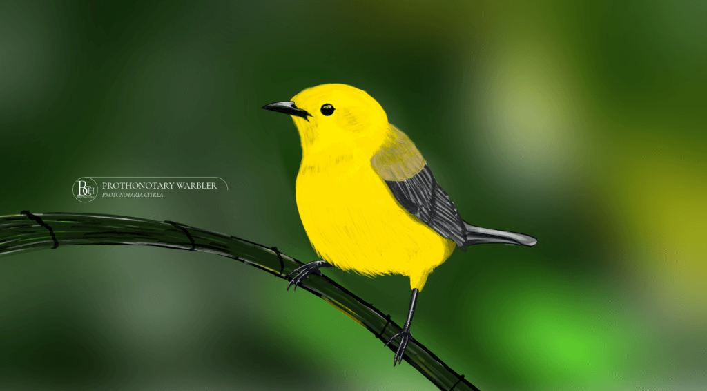 prothonotary-warbler BirdClubHut
