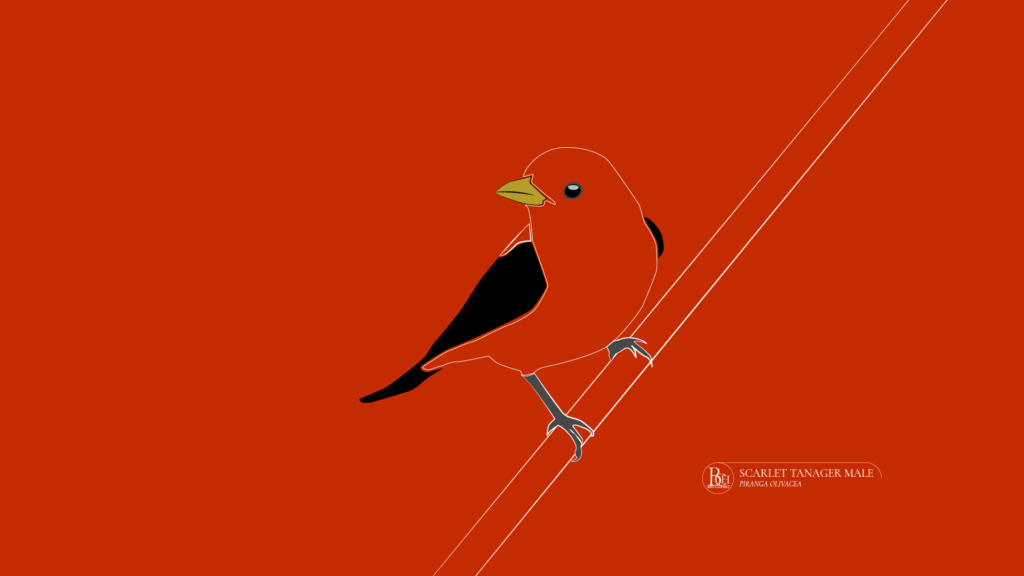 scarlet-tanager BirdClubHut